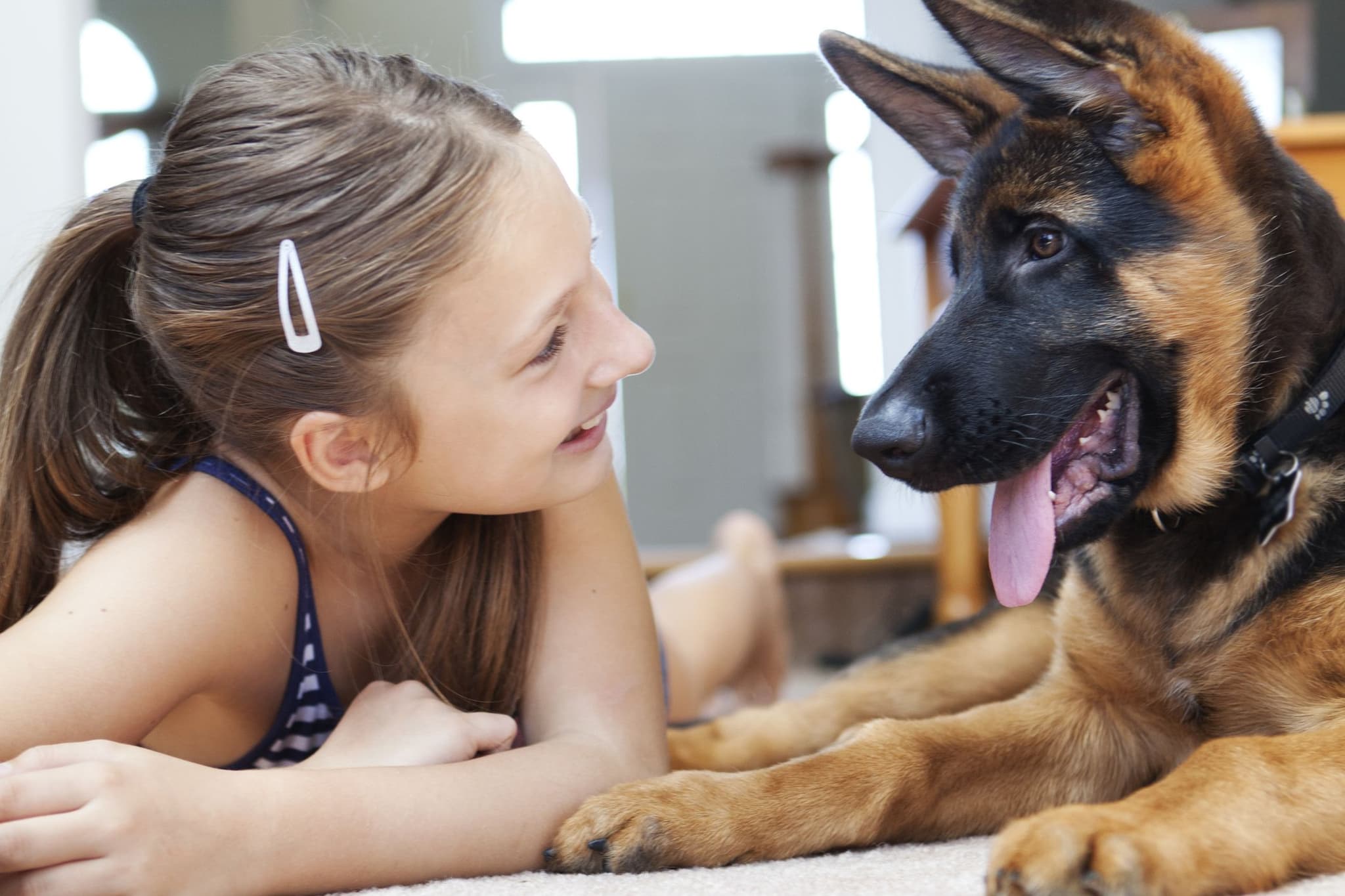 Security Dog Services Cardiff for Trained Canine Security Support by ISA Support Services