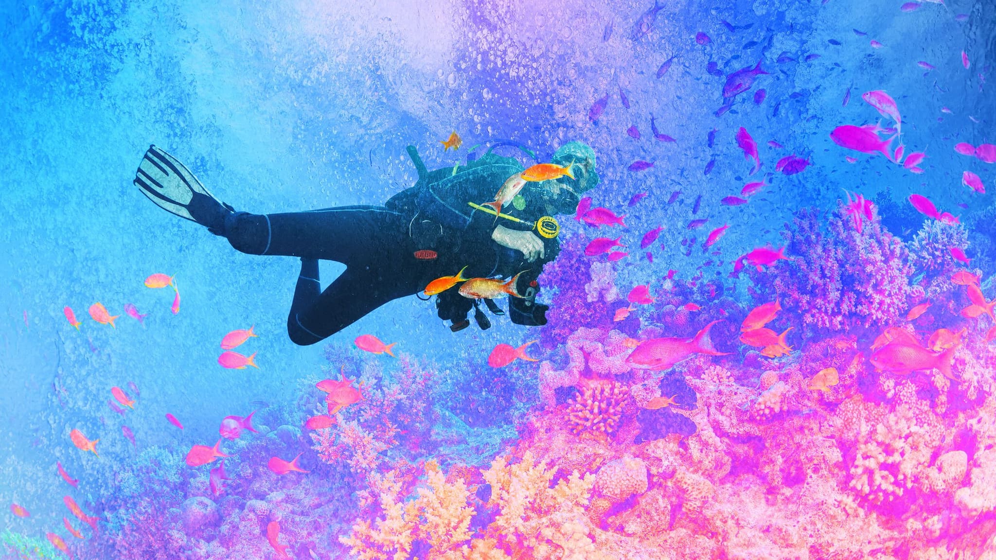 Cocos Island liveaboards Guide for First-Time Expedition Divers